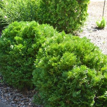 Thuja occidentalis - 'Mr. Bowling Ball&reg;' Arborvitae