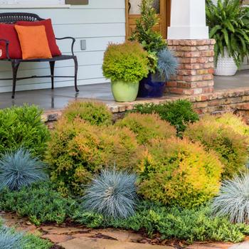 Thuja occidentalis (Globe Arborvitae) - 'Fire Chief&trade;' 