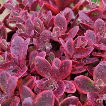 Sedum (Stonecrop) - Sunsparkler&reg; 'Wildfire'