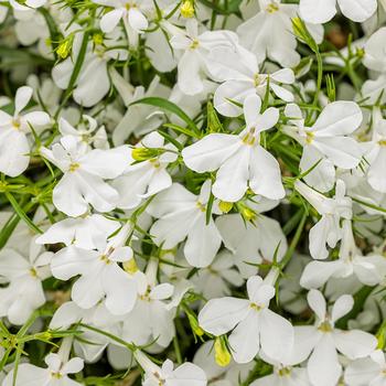 Lobelia erinus - Laguna&reg; 'Cloud White&trade;'