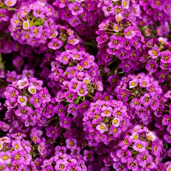 Lobularia maritima - 'Violet Knight&reg;' Sweet Alyssum