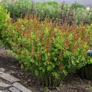 Baptisia (False Indigo) - Decadence&reg; 'Cherries Jubilee'
