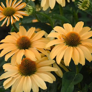 Echinacea (Coneflower) - Color Coded&reg; 'One in a Melon'
