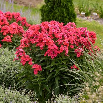 Phlox paniculata (Garden Phlox) - Luminary&trade; 'Sunset Coral'