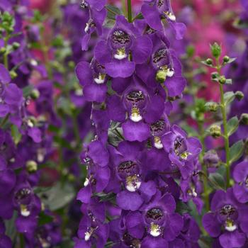 Angelonia angustifolia - Archangel&trade; Purple Improved