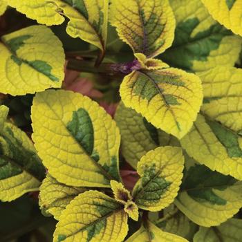 Plectranthus - FanciFillers&trade; 'Guacamole'