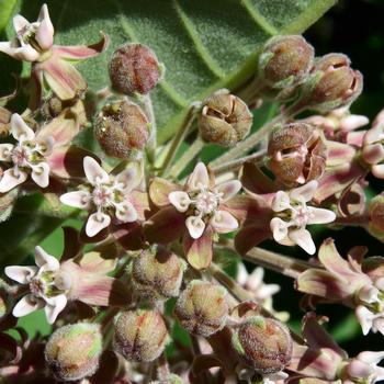 Asclepias syriaca - Common Milkweed