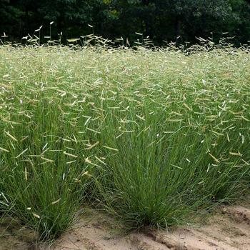 Bouteloua gracilis - 'Blonde Ambition' Blue Grama Grass