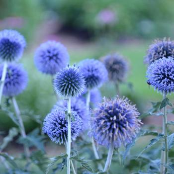 Echinops bannaticus - ''Blue Glow'' Globe Thistle