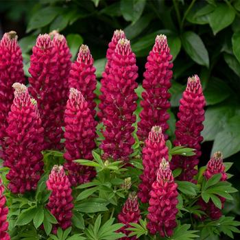 Lupinus polyphyllus () - Mini Gallery&trade; 'Red'