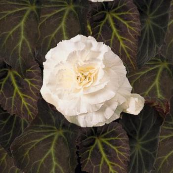 Begonia x tuberhybrida (Tuberous Begonia) - Nonstop&reg; 'Mocca White'