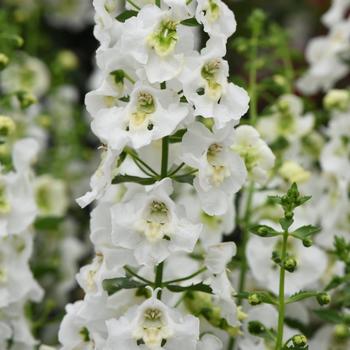 Angelonia angustifolia - Archangel&trade; White