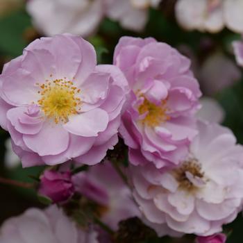 Rosa - 'Rise Up Lilac Days&reg;' Climbing Rose