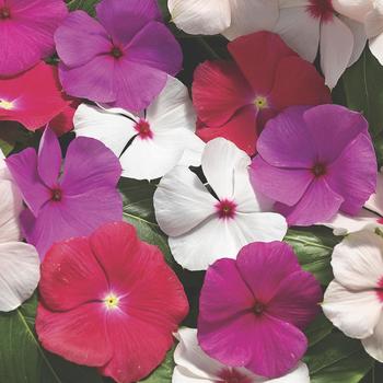 Catharanthus roseus (Annual Vinca; Periwinkle) - Cora&reg; Cascade XDR Mix