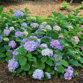 Hydrangea macrophylla (Reblooming Hydrangea) - Let's Dance&reg; 'Sky View&reg;'