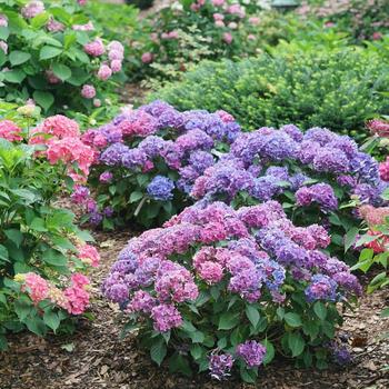 Hydrangea macrophylla (Reblooming Hydrangea) - Let's Dance Lovable&reg;
