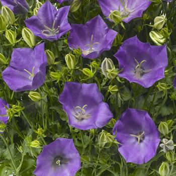 Campanula carpatica (Bellflower) - Pristar&trade; Deep Blue