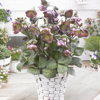Helleborus (Lenten Rose) - Frostkiss&reg; 'Dana's Dulcet'