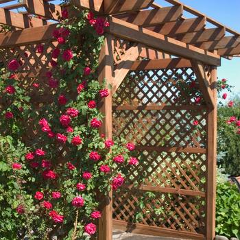 Rosa (Climbing Rose) - 'Ramblin' Red&reg;' 