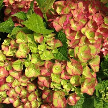 Hydrangea macrophylla - Tilt-A-Swirl&trade;
