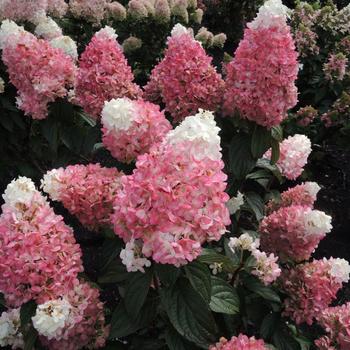 Hydrangea paniculata - 'Ruby Snow&trade;' Panicle Hydrangea