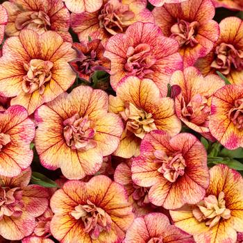 Calibrachoa - Superbells&reg; 'Double Vintage Coral&trade;'