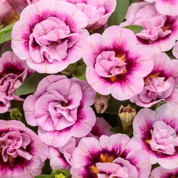 Calibrachoa - Superbells&reg; 'Double Smitten Pink&trade;'