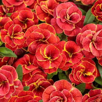 Calibrachoa - Superbells&reg; 'Double Redstone&trade;'