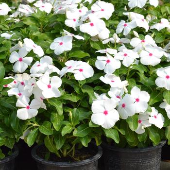 Catharanthus roseus (Annual Vinca; Periwinkle) - Mega Bloom 'Polka Dot'