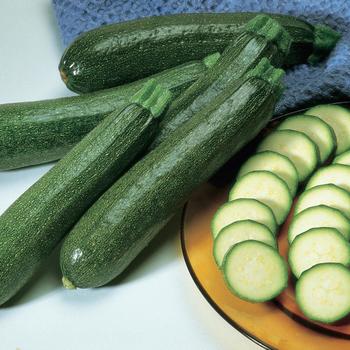Cucurbita pepo - 'Burpee Hybrid' Zucchini Squash