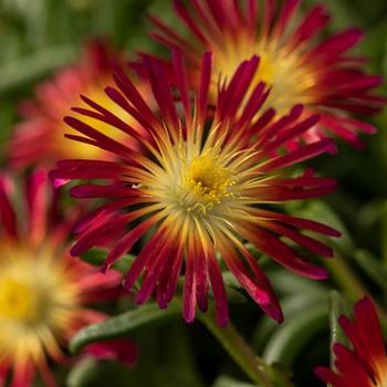 Delosperma cooperi (Iceplant) - Delmara&trade; Fuchsia