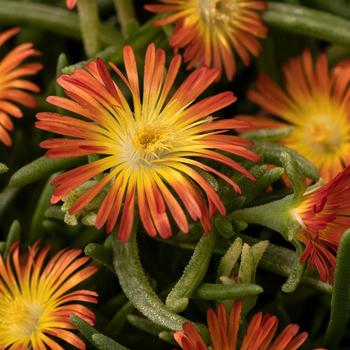 Delosperma cooperi (Iceplant) - Delmara&trade; Orange