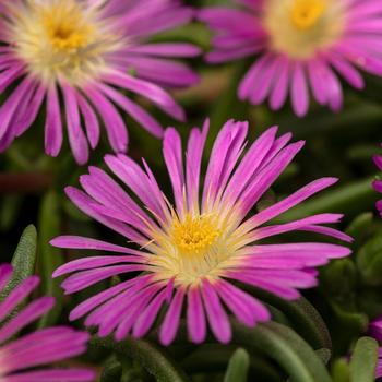 Delosperma cooperi (Iceplant) - Delmara&trade; Pink