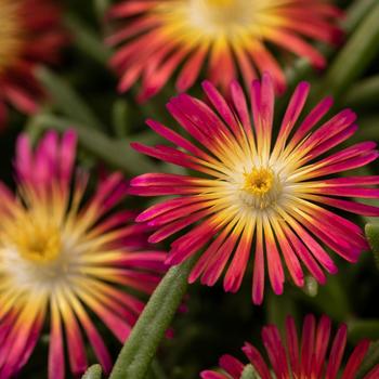 Delosperma cooperi (Iceplant) - Delmara&trade; Red
