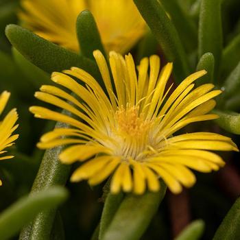 Delosperma cooperi (Iceplant) - Delmara&trade; Yellow