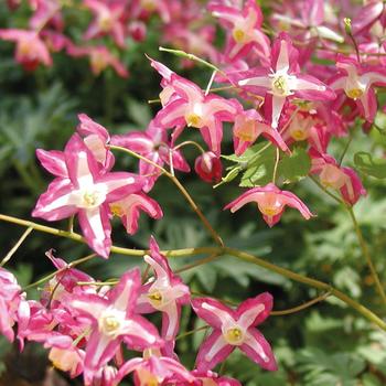 Epimedium x rubrum - Red Barrenwort