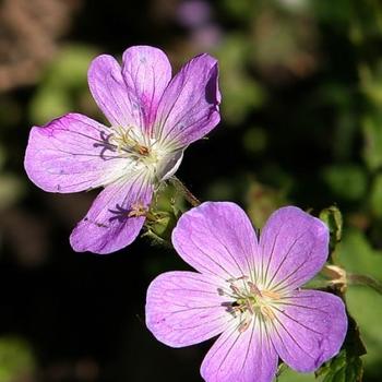 Geranium maculatum - Wild Geranium