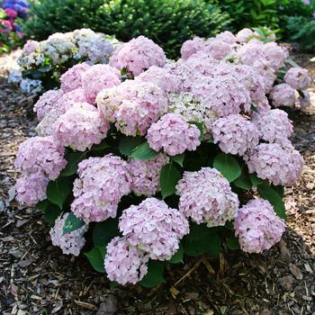 Hydrangea macrophylla - Wee Bit Innocent&reg; Bigleaf Hydrangea
