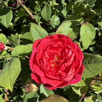 Rosa - 'Benjamin Britten' Shrub Rose