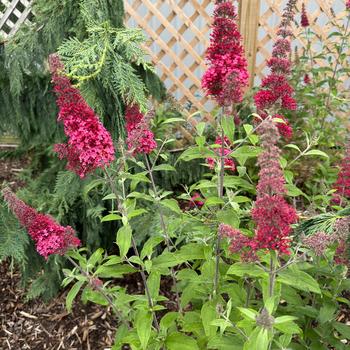 Buddleia davidii (Butterfly Bush) - Monarch&reg; 'Prince Charming'