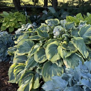 Hosta - 'Earth Angel' Hosta, Plantain Lily