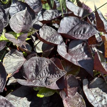Ipomoea batatas (Sweet Potato Vine) - Sweet Caroline Sweetheart Jet Black&trade; 