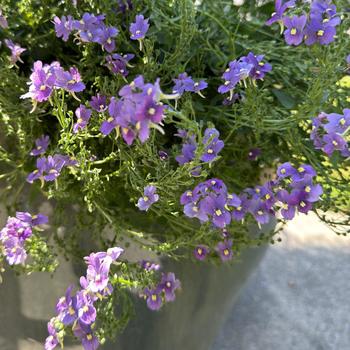 Nemesia fruticans - 'Bluebird Improved'