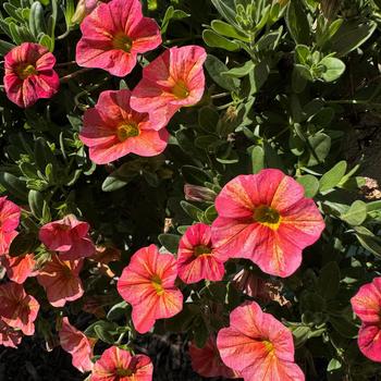 Calibrachoa - Superbells&reg; 'Tropical Sunrise'