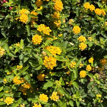 Lantana camara - Luscious&reg; 'Goldengate&trade;'