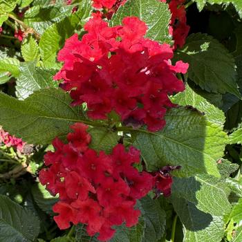 Lantana camara - Luscious&reg; 'Royale Red Zone&trade;'