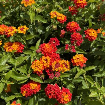 Lantana camara - Luscious&reg; 'Citrus Blend&trade;'