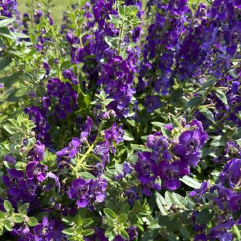 Angelonia (Summer Snapdragon) - Angelface&reg; Blue