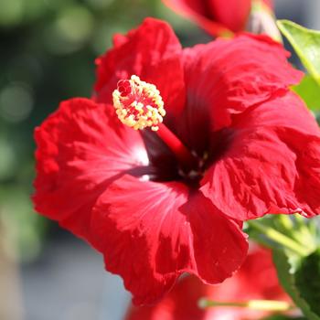 Hibiscus rosa-sinensis (Tropical Hibiscus) - Hollywood Hibiscus&reg; Hot Shot&trade;
