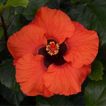 Hibiscus rosa-sinensis - Hollywood Hibiscus&reg; Social Butterfly&trade;
